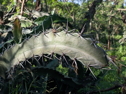 Acanthocereus tetragonus, 2026-02-27