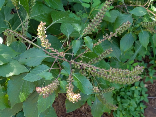 Ocimum gratissimum observed 2026-02-27