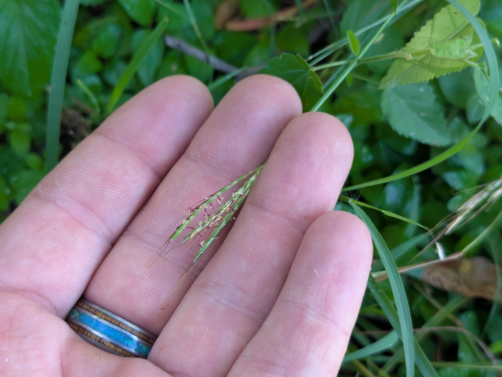 Hurricane Grass (Bothriochloa pertusa)