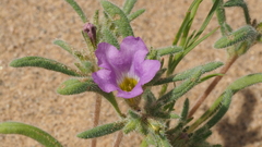 Nama hispida spathulata