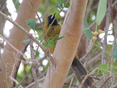 Icterus melanopsis
