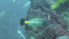 Meuschenia flavolineata