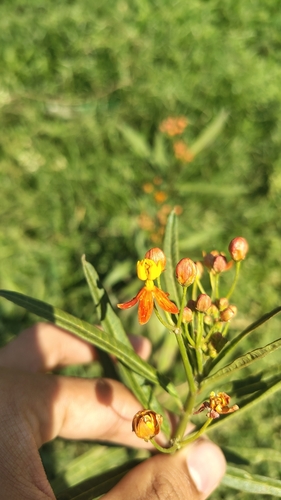 tropical milkweed