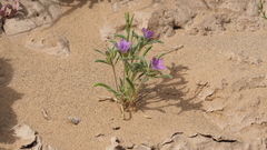 Nama hispida spathulata