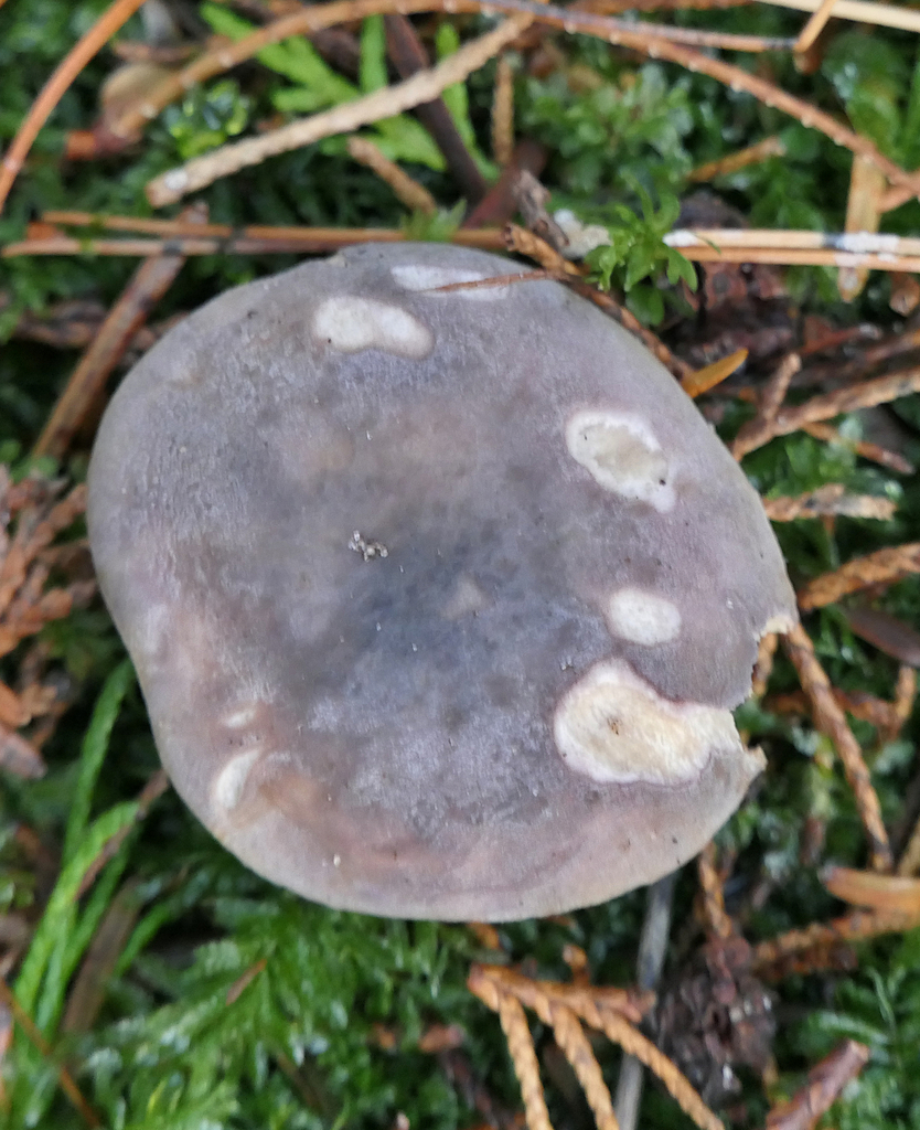 Russula parazurea