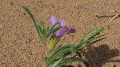 Nama hispida spathulata