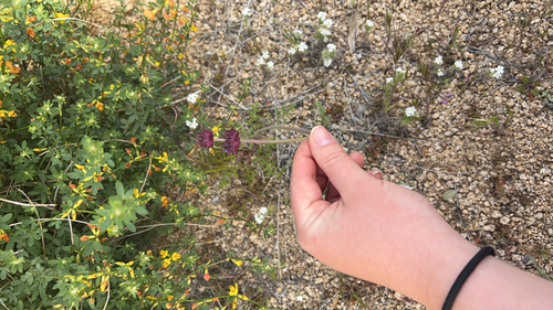 iNaturalist observation photo of Chia