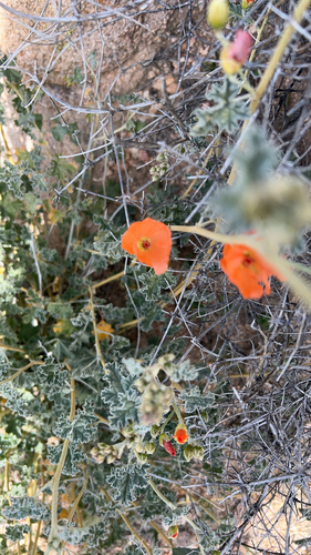 iNaturalist observation photo of apricot globemallow