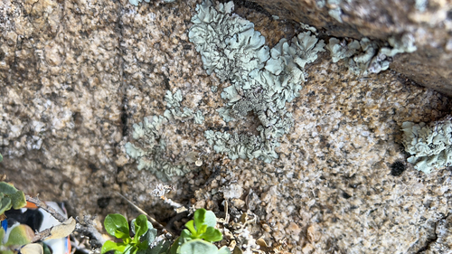iNaturalist observation photo of Cumberland Rock Shield