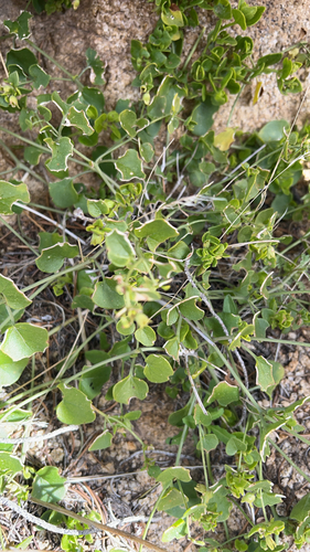 iNaturalist observation photo of Wishbone Bush