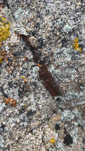 iNaturalist observation photo of Sac Fungi and Lichens