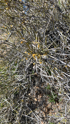 iNaturalist observation photo of California Jointfir