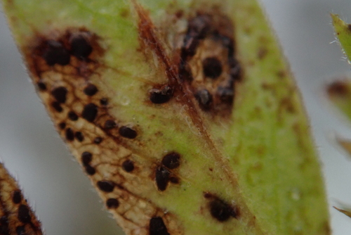 Uromyces viciae-fabae