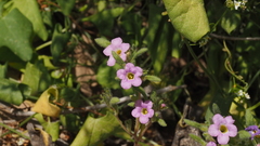 Nama hispida spathulata