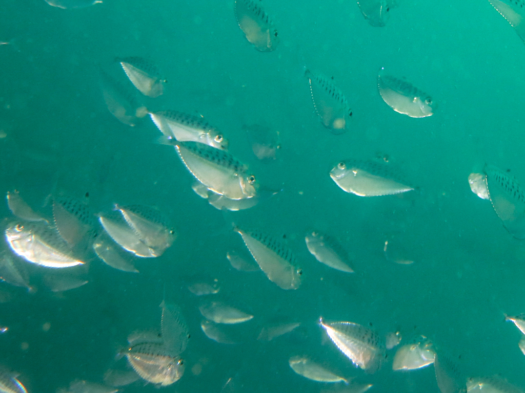 Pugnose ponyfish (Secutor insidiator) — Leiognathidae