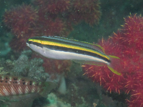 Goudstreep-sabeltandslijmvis (Meiacanthus luteus) — Blenniidae