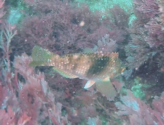 Notolabrus tetricus