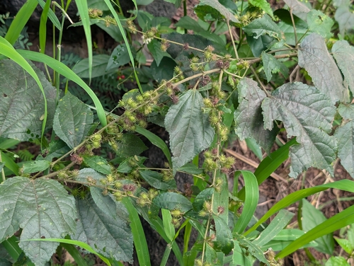 Triumfetta semitriloba observed 2026-02-27