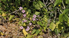 Nama hispida spathulata