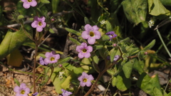 Nama hispida spathulata