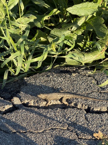Western Fence Lizard