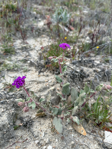 Mojave Sand Verbena (Abronia pogonantha)