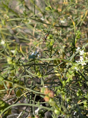 Unknown species found near Joshua Tree National Park, Riverside, California, United States