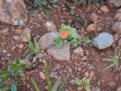 Lysimachia arvensis observed 2026-02-27