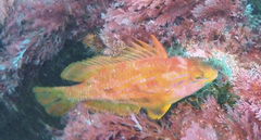 Heteroscarus acroptilus