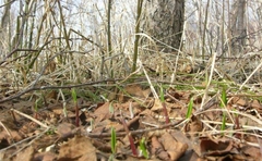 Allium ochotense