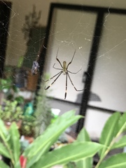 Trichonephila clavipes