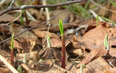 Allium ochotense