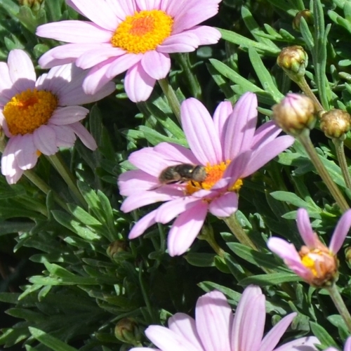 Unknown species found near Rancho Oakey, Las Vegas, NV, USA