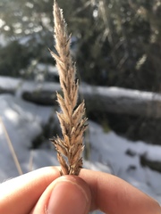 Leymus innovatus