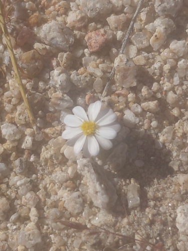 iNaturalist observation photo of Mojave desertstar