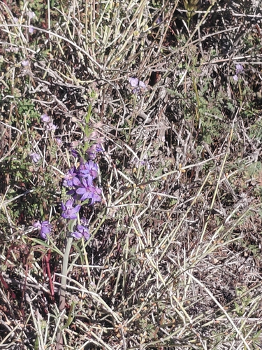 iNaturalist observation photo of desert larkspur