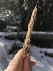 Leymus innovatus