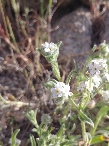iNaturalist observation photo of Cynoglosseae