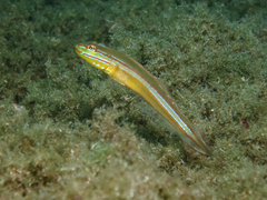 Immaculate Glidergoby photo 3