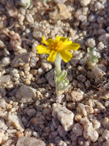 iNaturalist observation photo of Wallace's woollydaisy