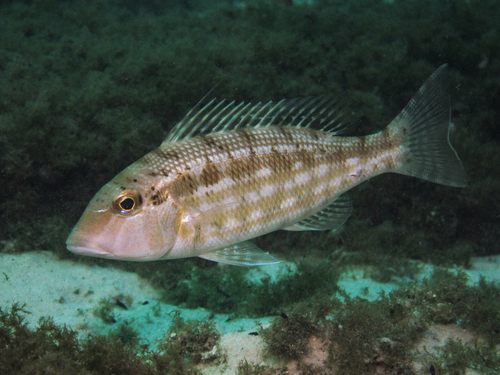 Lance emperor (Lethrinus genivittatus) — Lethrinidae