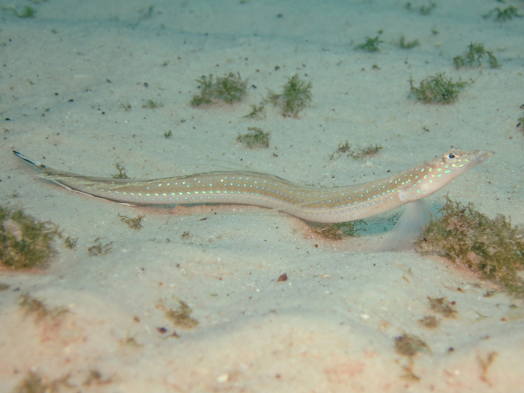 Bloch's Sand Diver