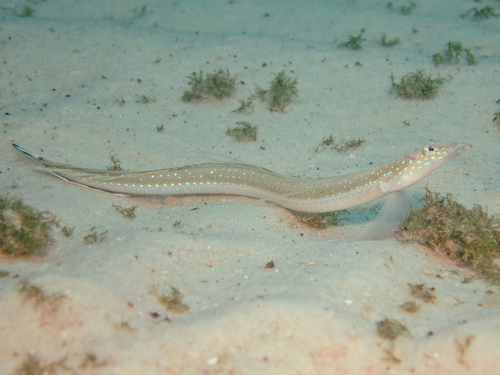 Trichonotus blochii