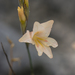 Gladiolus monticola - Photo (c) Peter Swart,  זכויות יוצרים חלקיות (CC BY-NC), הועלה על ידי Peter Swart