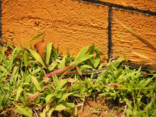 Dendrelaphis caudolineatus