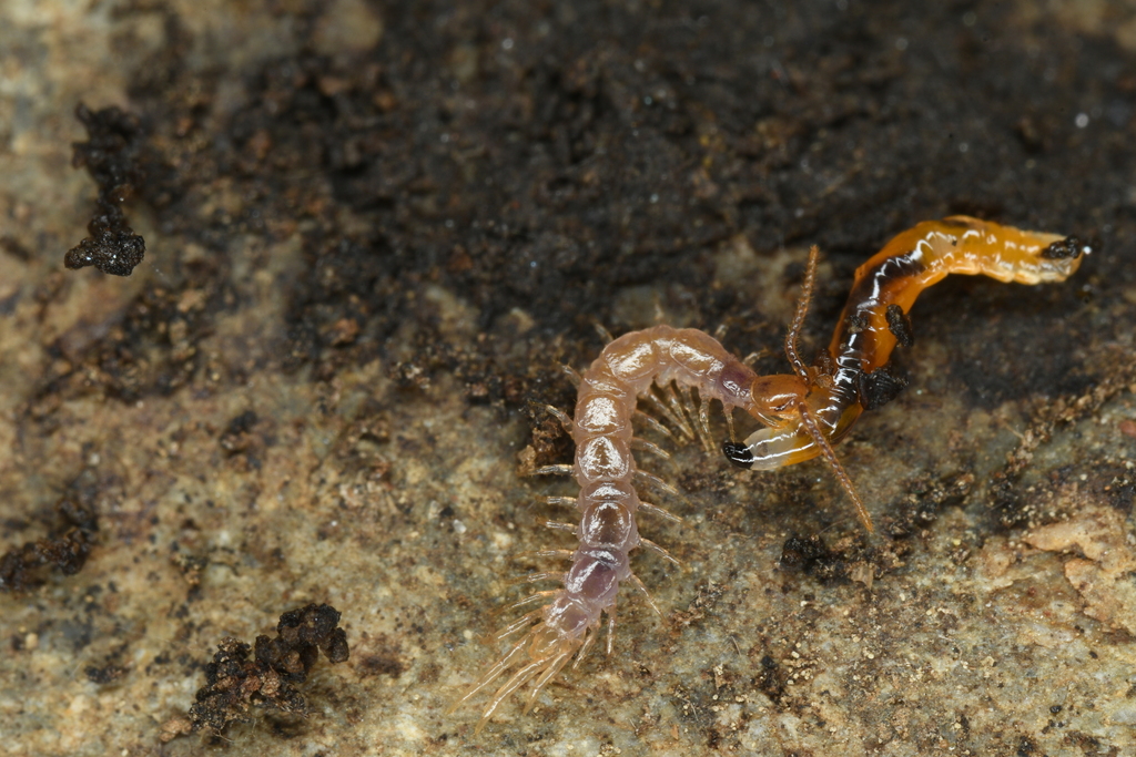 Lithobiidae from Fair Oaks, CA, USA on February 19, 2026 at 03:41 PM by ...
