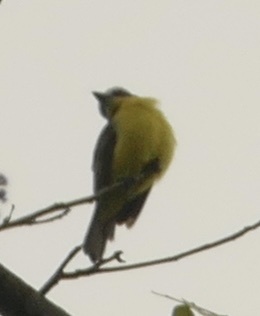 White-ringed Flycatcher (Conopias albovittatus), photo 3