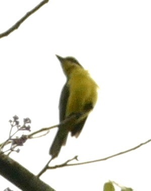 White-ringed Flycatcher (Conopias albovittatus)