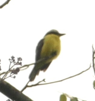 White-ringed Flycatcher (Conopias albovittatus), photo 2