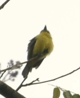 White-ringed Flycatcher (Conopias albovittatus), photo 4